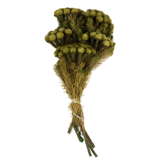 Vickerman 12-16" Yellow/Green Brunia 4 oz Bundle Preserved