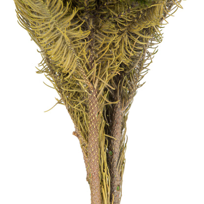 Vickerman 12-16" Natural Green Brunia 4 oz Bundle Preserved