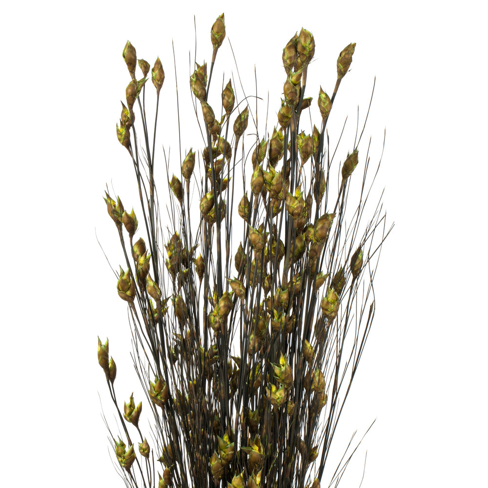 Vickerman 36-40" Basil Bell Grass with Seed Pods 8-9 oz Bundle Preserved