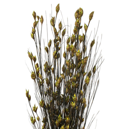 Vickerman 36-40" Basil Bell Grass with Seed Pods 8-9 oz Bundle Preserved