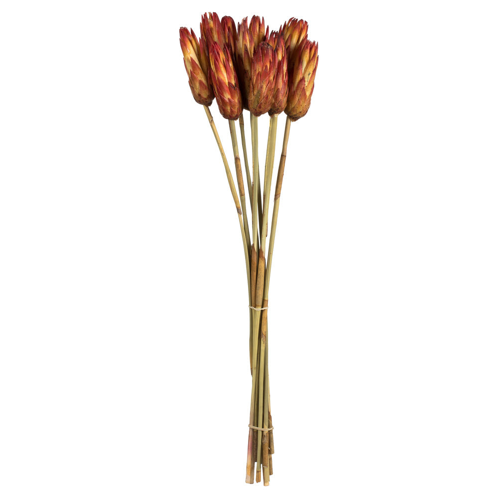 Vickerman 18-24" Red (Natural) Repens on Reed Stem - Sleeved 10 stems Dried