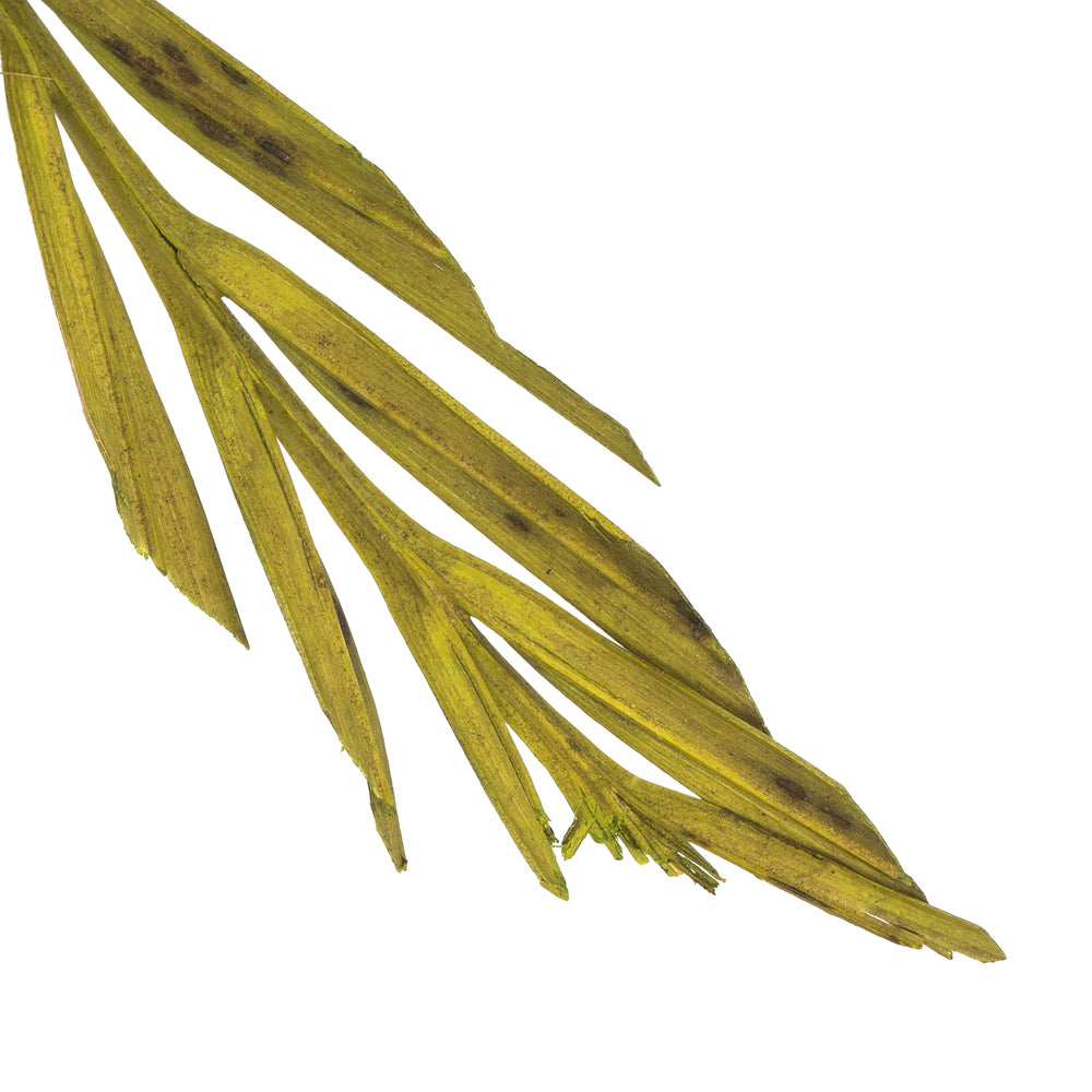Vickerman 36-38" Basil Coco Palm  Thin Spine Basil 6 STEM BU (CPD-10) Dried