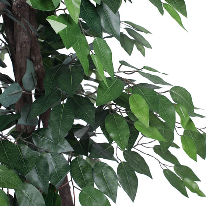 Vickerman 6' Artificial Ficus Deluxe Black Plastic Pot