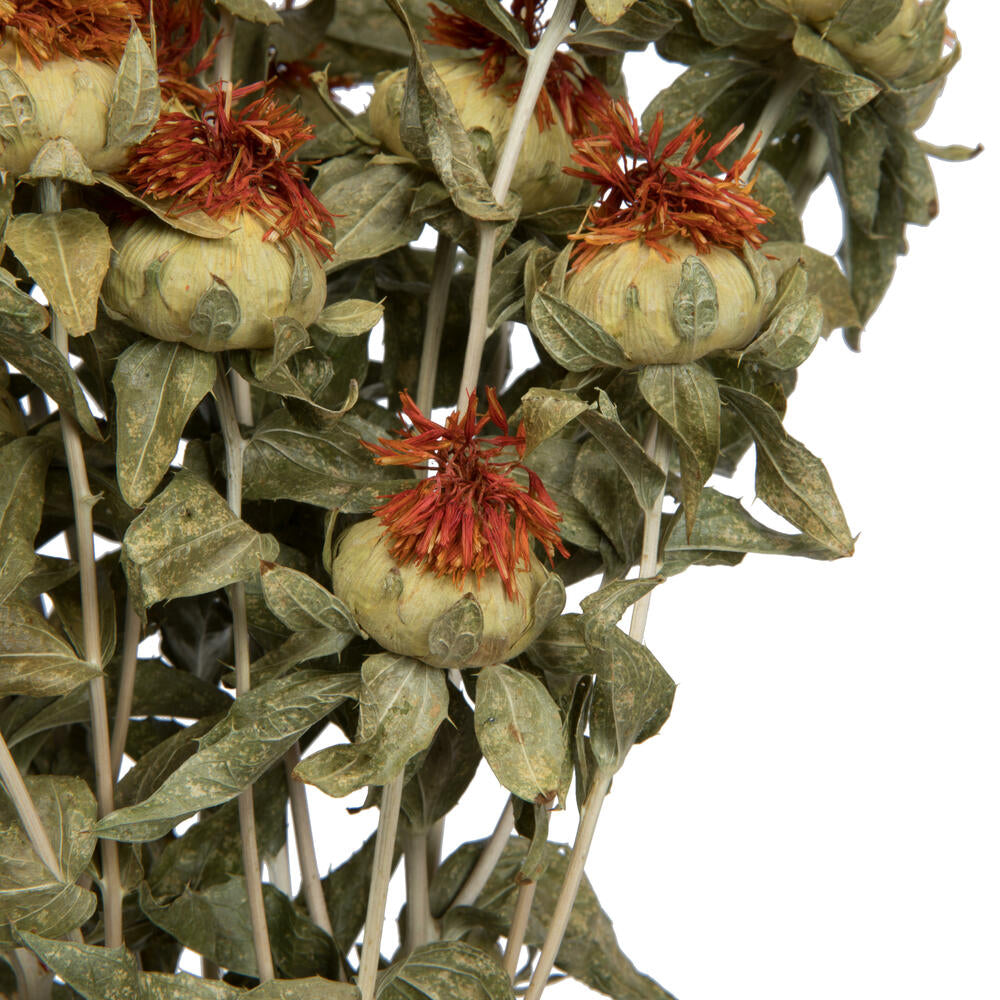 Vickerman Natural Botanicals 22-26" Natural Autumn Dried Safflower 4 oz. Bunch