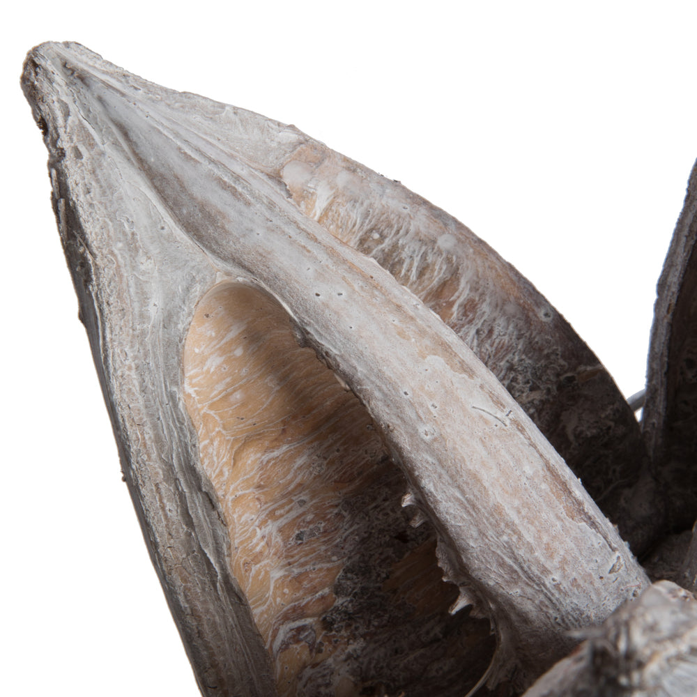 Vickerman 3-4" White Wash Sora Pod 250 pieces per bulk case Dried