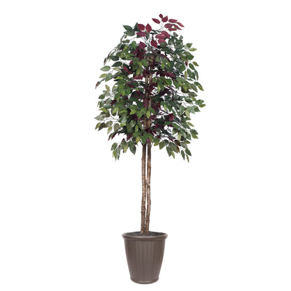 Vickerman 6' Artificial Capensia Tree Brown Round Plastic Container.