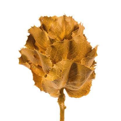 Vickerman 8" flower Aspen Gold Queen Flower 1 stem Dried
