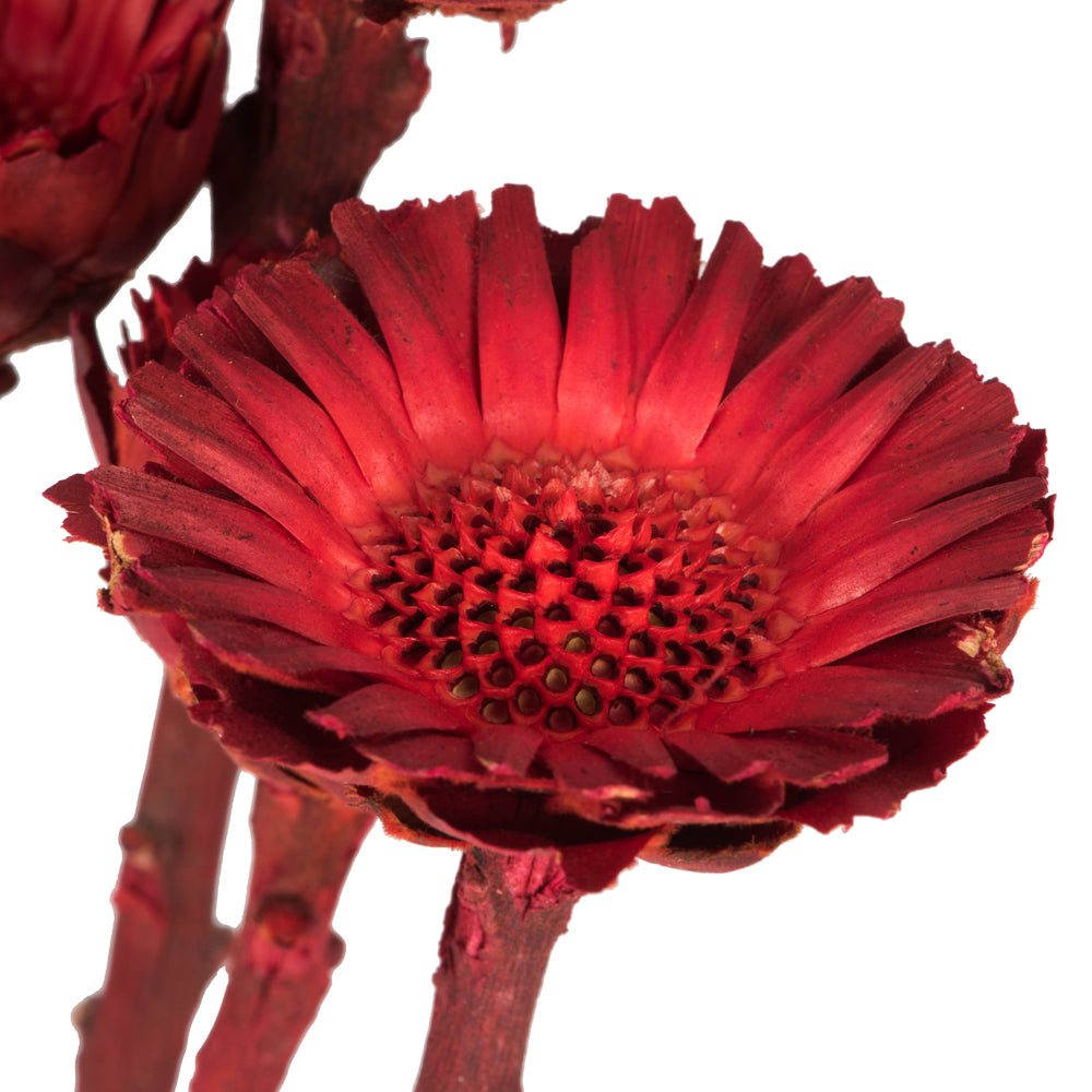 Vickerman 8-12" Red Rosette Compacta - Sleeved 5 stems Dried