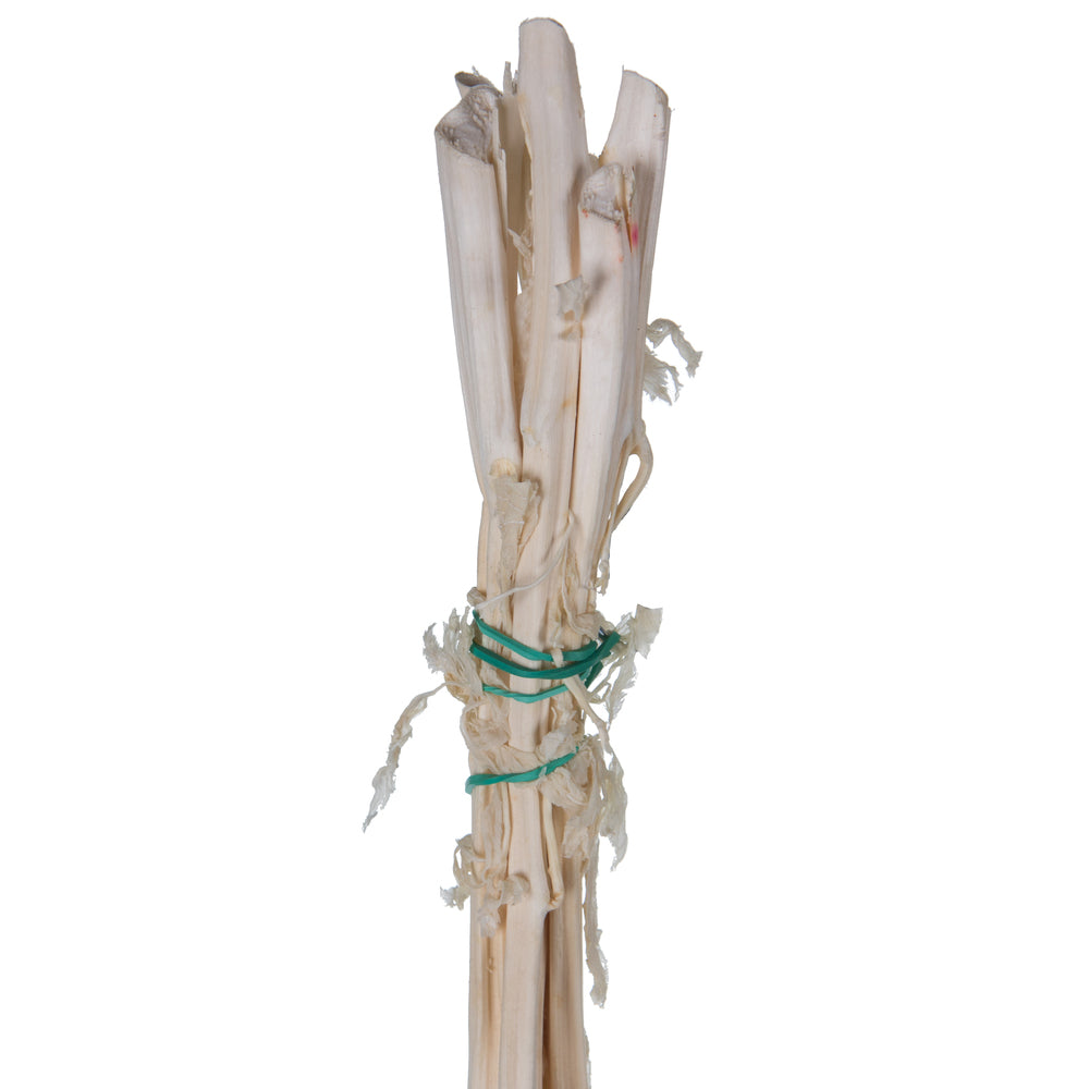 Vickerman 30" White Amaranthus Bundle Preserved