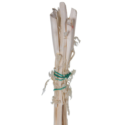 Vickerman 30" White Amaranthus Bundle Preserved