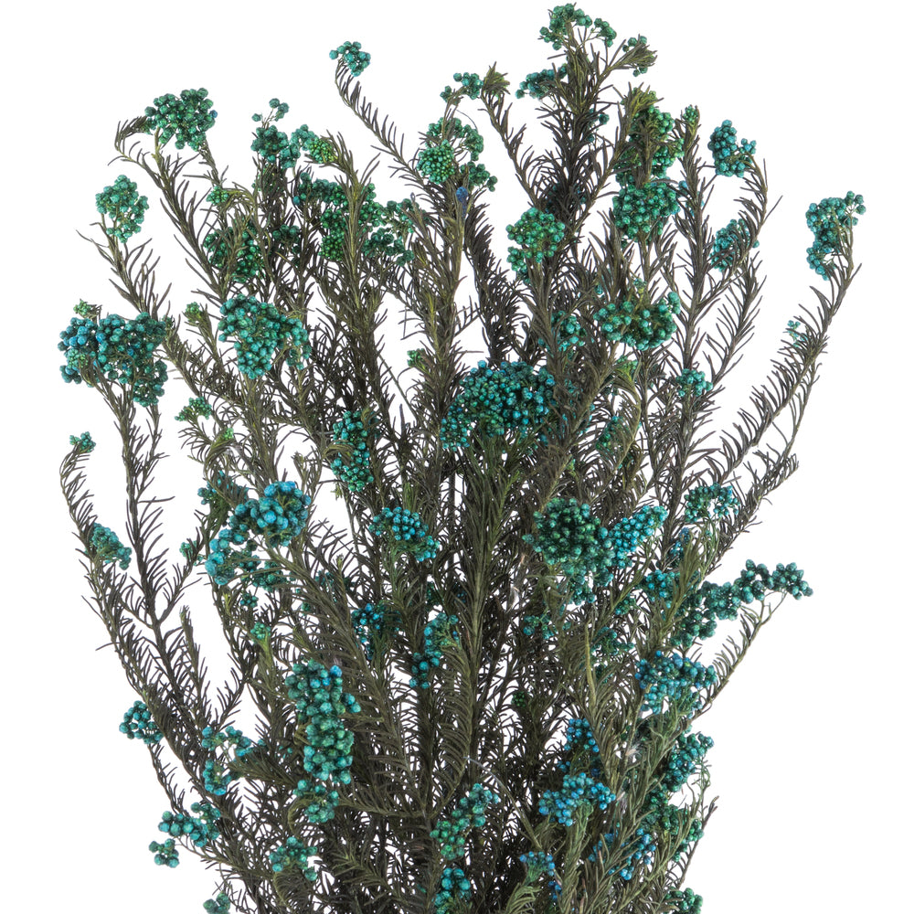 Vickerman 16" Blue Rice Flower. Comes in a 4.25 oz Bundle. Preserved