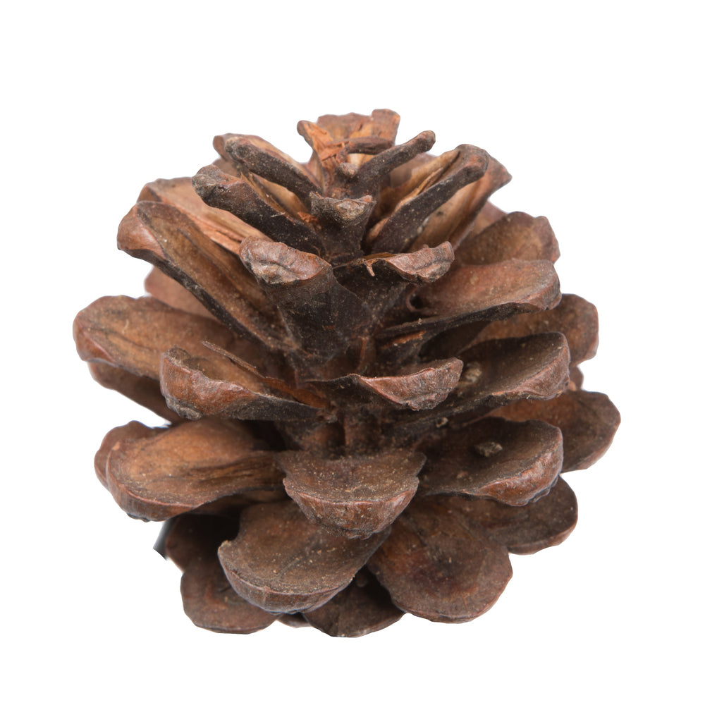 Vickerman Natural Botanicals 1.5" Blue Pine Natural. Includes 100 Pieces per Unit