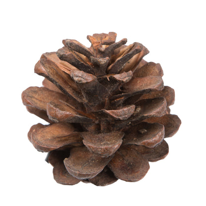Vickerman Natural Botanicals 1.5" Blue Pine Natural. Includes 100 Pieces per Unit