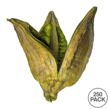 Vickerman 3-4" Basil Sora Pod 250 pieces per bulk case Dried