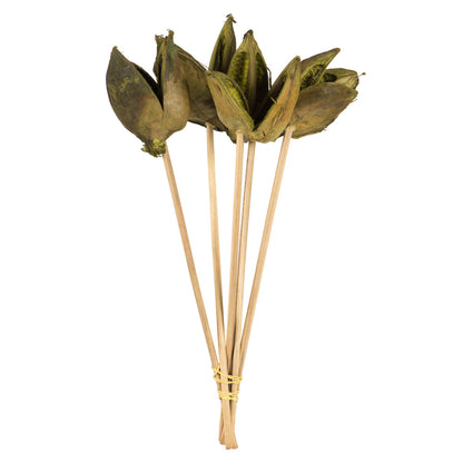 Vickerman 16" Light Basil Sora Pod attached to a Wood Stem.  Includes 5 Stems per Pack Dried