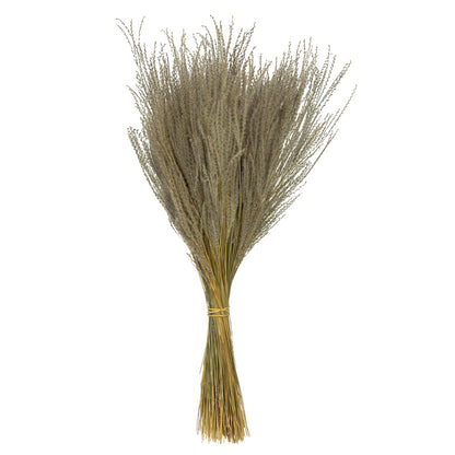 Vickerman 14-20" Natural Snowdrop Grass 3 pack Dried