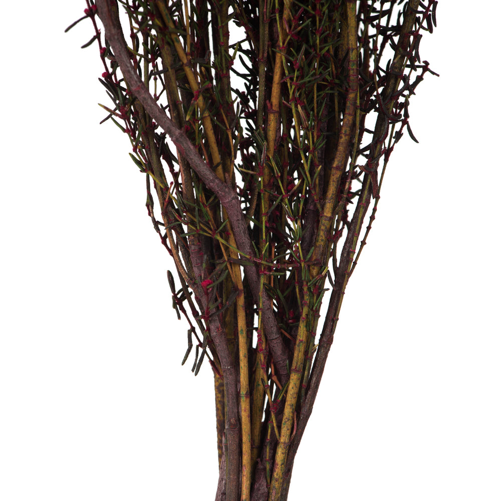 Vickerman 22-26" Merlot Grabia 5-6 oz Bundle Preserved