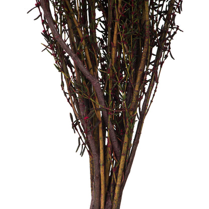 Vickerman 22-26" Merlot Grabia 5-6 oz Bundle Preserved