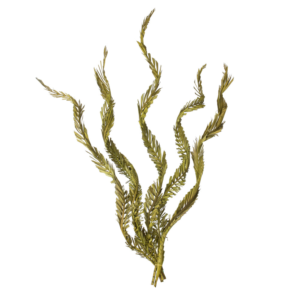 Vickerman 40-48" Basil Coco Palms - Twisted 6 stems Dried