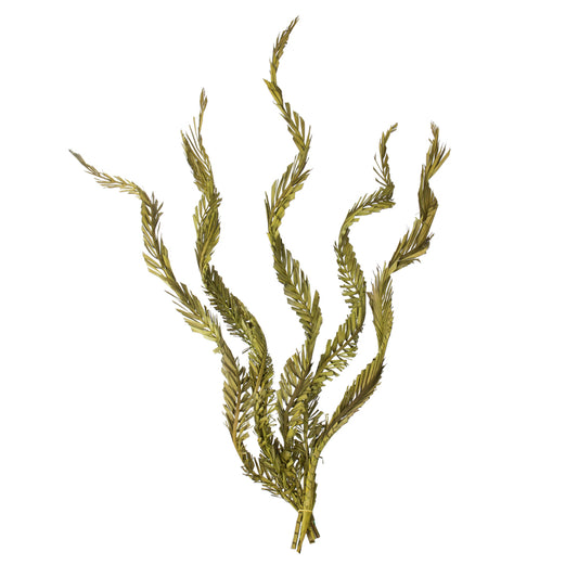 Vickerman 40-48" Basil Coco Palms - Twisted 6 stems Dried