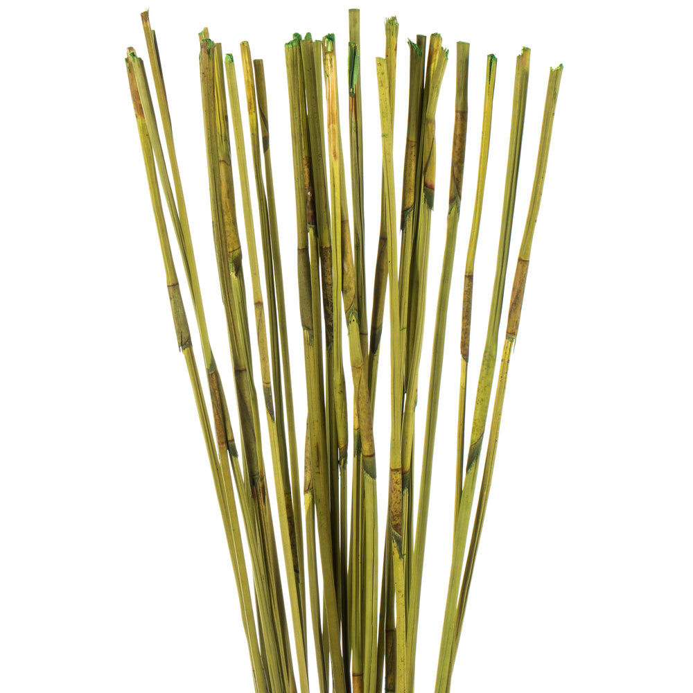 Vickerman 40" Basil Elephant Reed 10 oz Bundle Dried