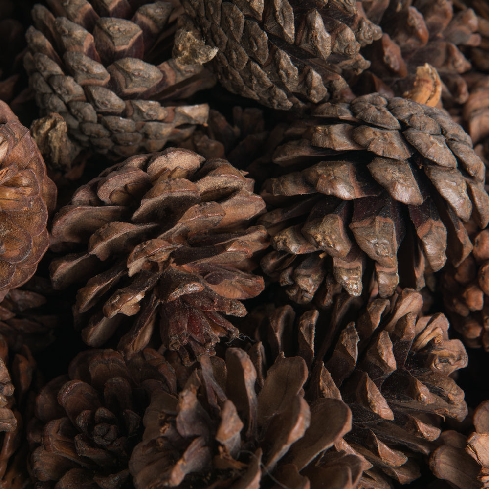 Vickerman Natural Botanicals 1.5" Blue Pine Natural. Includes 100 Pieces per Unit