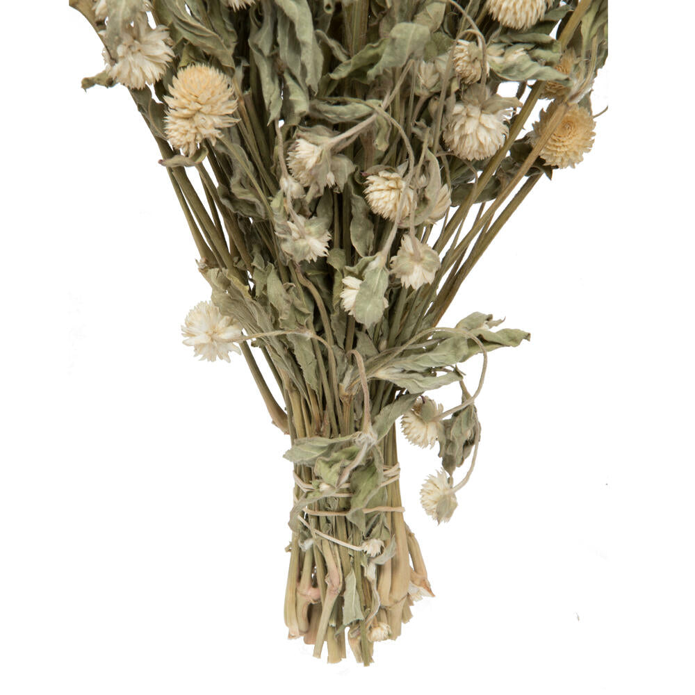 Vickerman Natural Botanicals 17-19" Cream Dried Gomphrena Globe Amaranth 4 oz. Bunch.