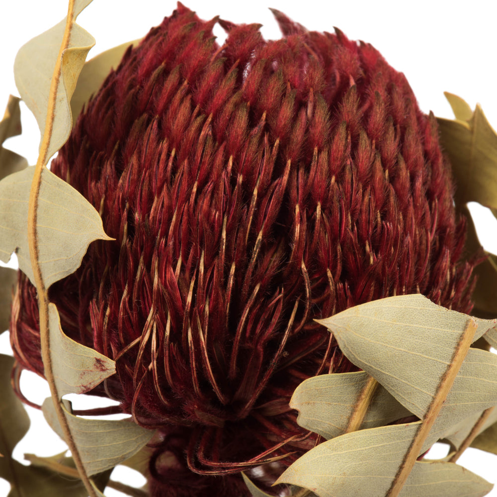 Vickerman 12" Red Baxteri (Banksia) Flower with Stem. Includes 3 Stems per Pack Dried