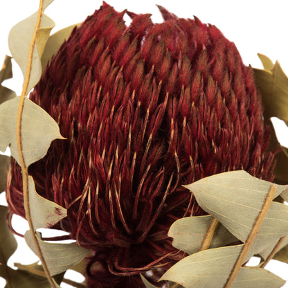 Vickerman 12" Red Baxteri (Banksia) Flower with Stem. Includes 3 Stems per Pack Dried