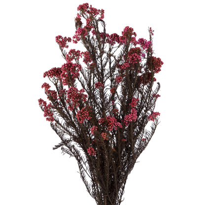 Vickerman 16-23" Pink Rice Flower. Comes in a 4.25 oz Bundle. Preserved