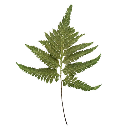 Vickerman 8-12" Oasis Grn Plumaria Fern Stems 6 per pack Preserved