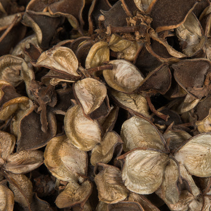 Vickerman Natural Botanicals 0.8" Cotton Flower Natural. Includes 1 kilogram of product per unit