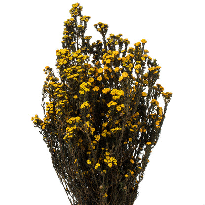 Vickerman 12-22" Aspen Gold Phylica Bundle 5-6 oz Preserved