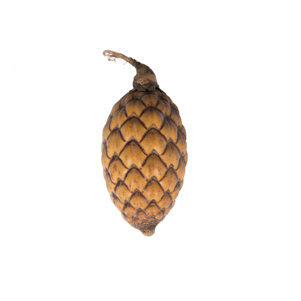 Vickerman Natural Botanicals 0.8-1.2 inch Cane Fruit Natural. Dried preserved natural product.