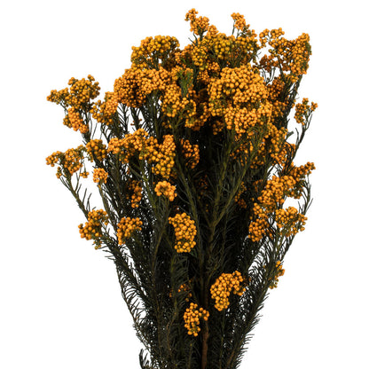 Vickerman 16" Yellow Rice Flower. Comes in a 4.25 oz Bundle. Preserved