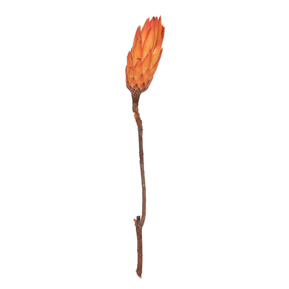 Vickerman 14" Nectarine Repens on a Natural Stem.  Includes 6 Stems per Bunch Dried