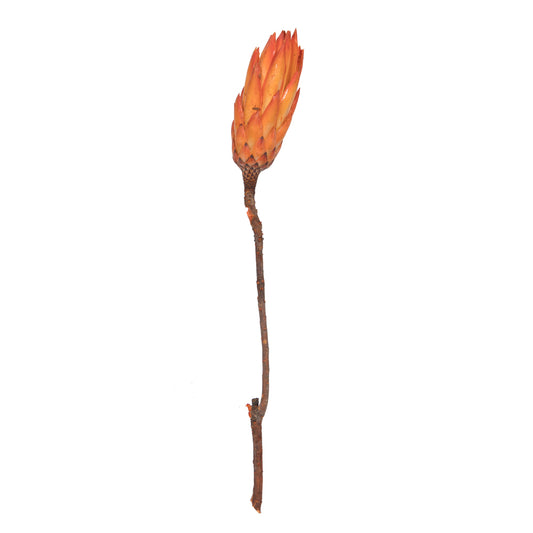 Vickerman 14" Nectarine Repens on a Natural Stem.  Includes 6 Stems per Bunch Dried
