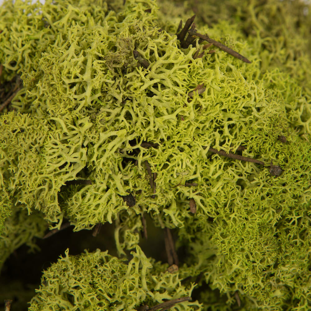 Vickerman Box Lime Green Moss Reindeer- 9 lb bulk Preserved