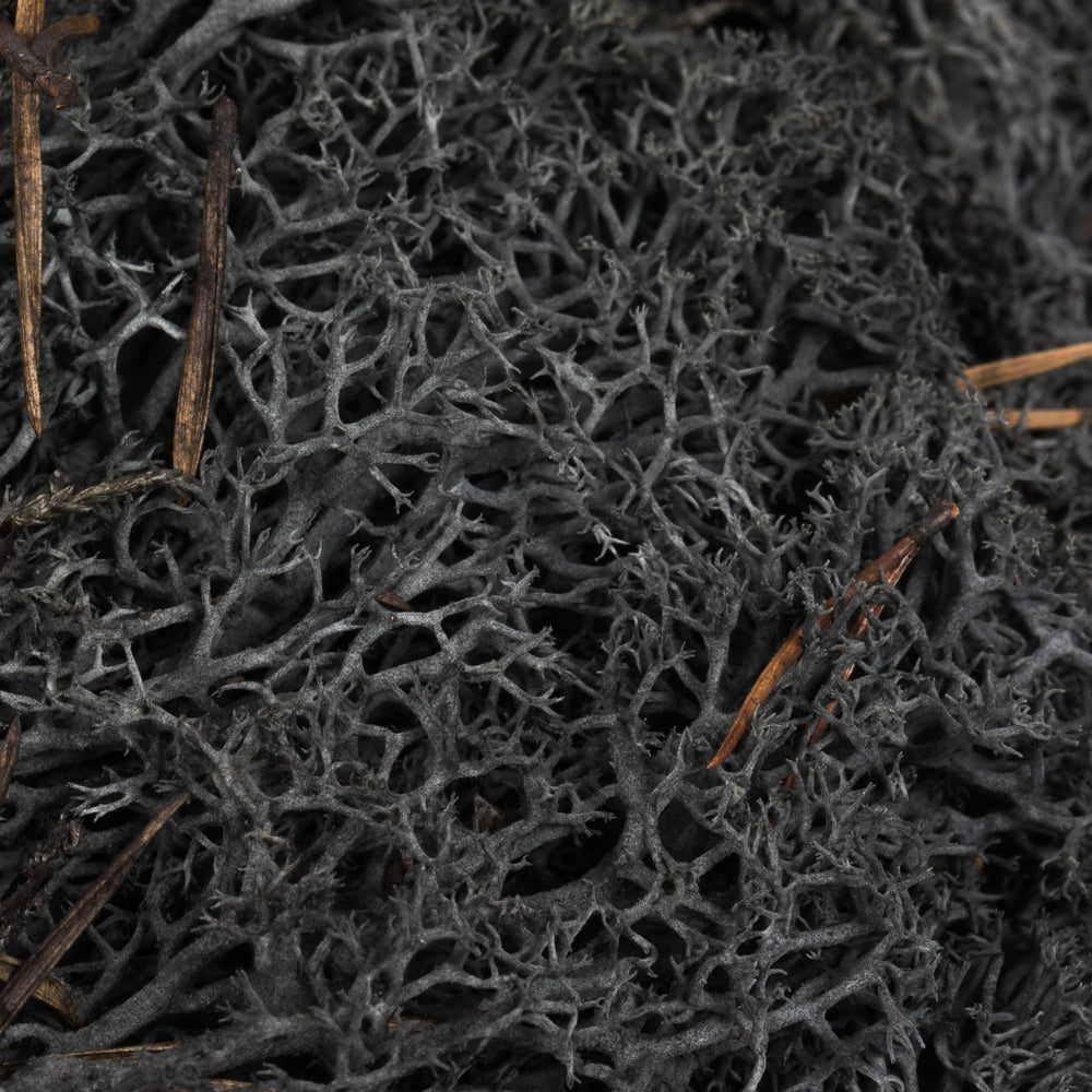 Vickerman Box Black Moss Reindeer- 9 lb bulk case Preserved