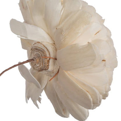 Vickerman Natural Botanicals 4" Charki Skin Sola Flower 12" Stem - 12 stems/bag. Dried and preserved.