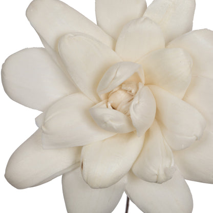 Vickerman Natural Botanicals 4" Eleanor Sola Flower on 12" Stem - 12 stems/bag. Dried and preserved.