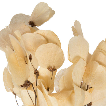 Vickerman 13.5-17" Bleached Dried Moneta Leaf on Twig Bundle Preserved.