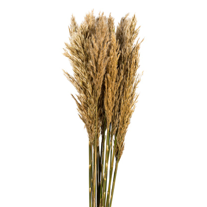 Vickerman 36" Ivory Plume Reed Bundle (15-20 stems) Preserved