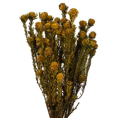 Vickerman 12" Aspen Gold Tortum Bundle Female Preserved