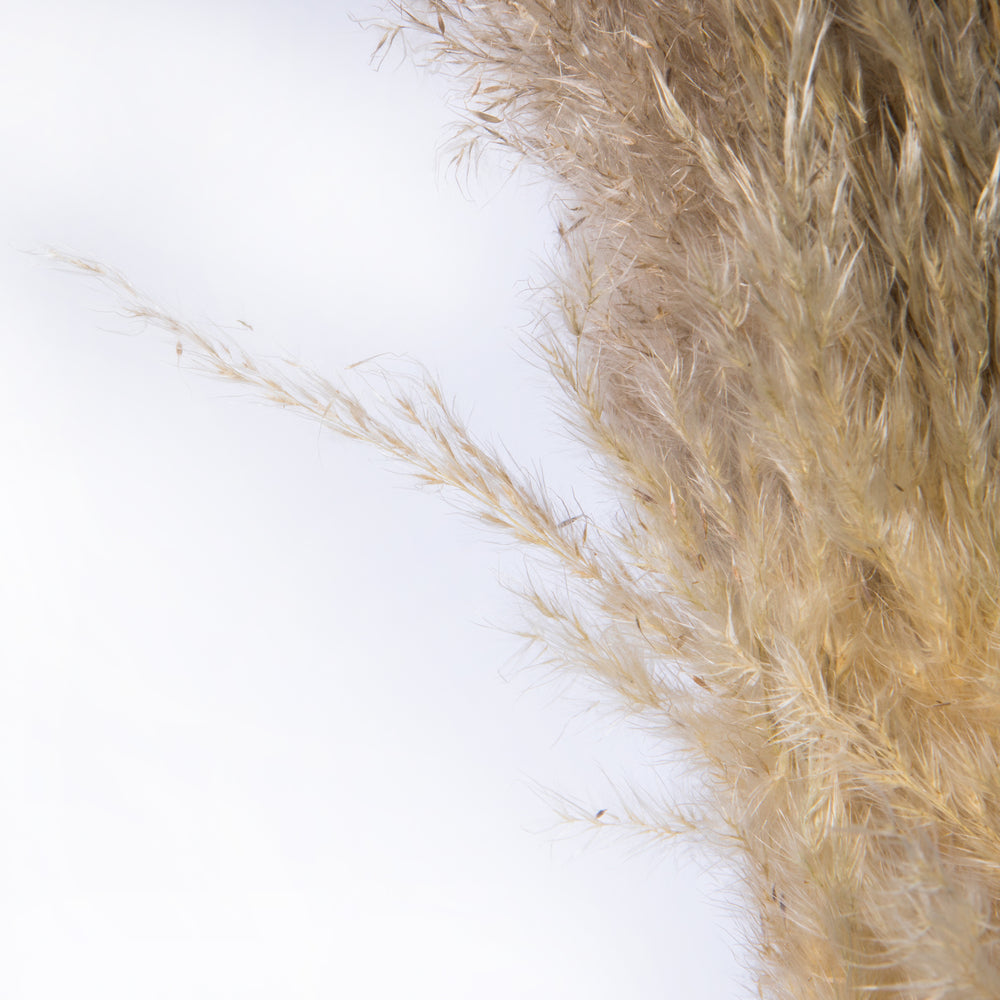 Vickerman 46" Dried Natural Pampas Grass 6 pieces per Pack