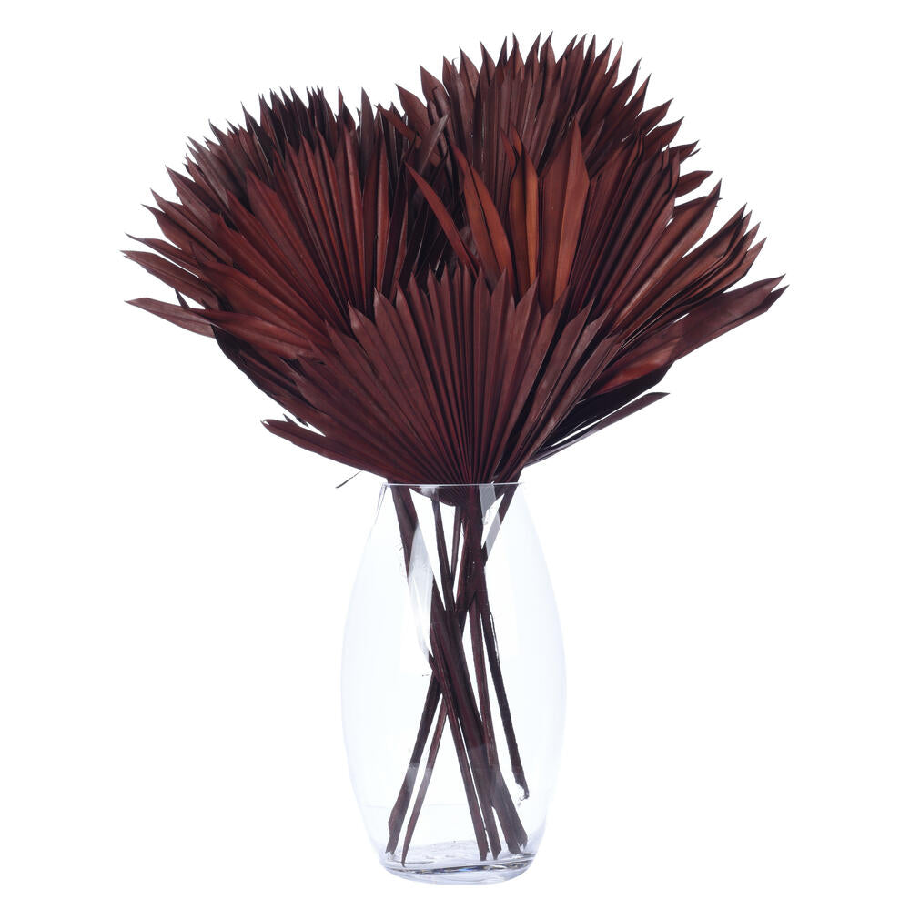 Vickerman Natural Botanicals 13.75 - 19.5" Chocolate Dried Palm Sun Spear 12 per bag.