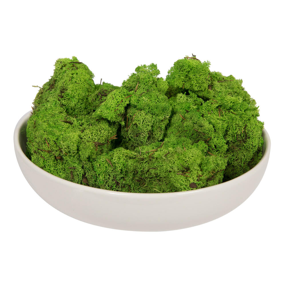 Vickerman Grass Green Preserved Reindeer Moss 2 Lbs per Box