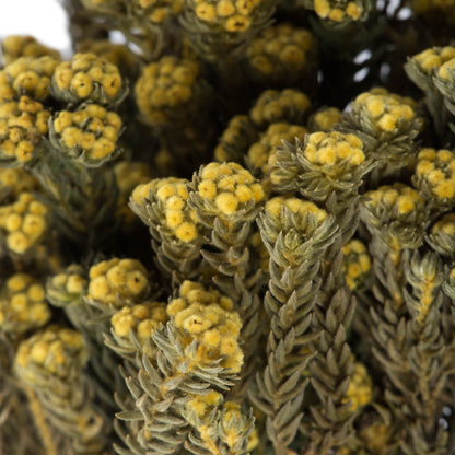 Vickerman 16-22" Yellow Cotton Phylica Flower 4-5 oz Bundle Preserved