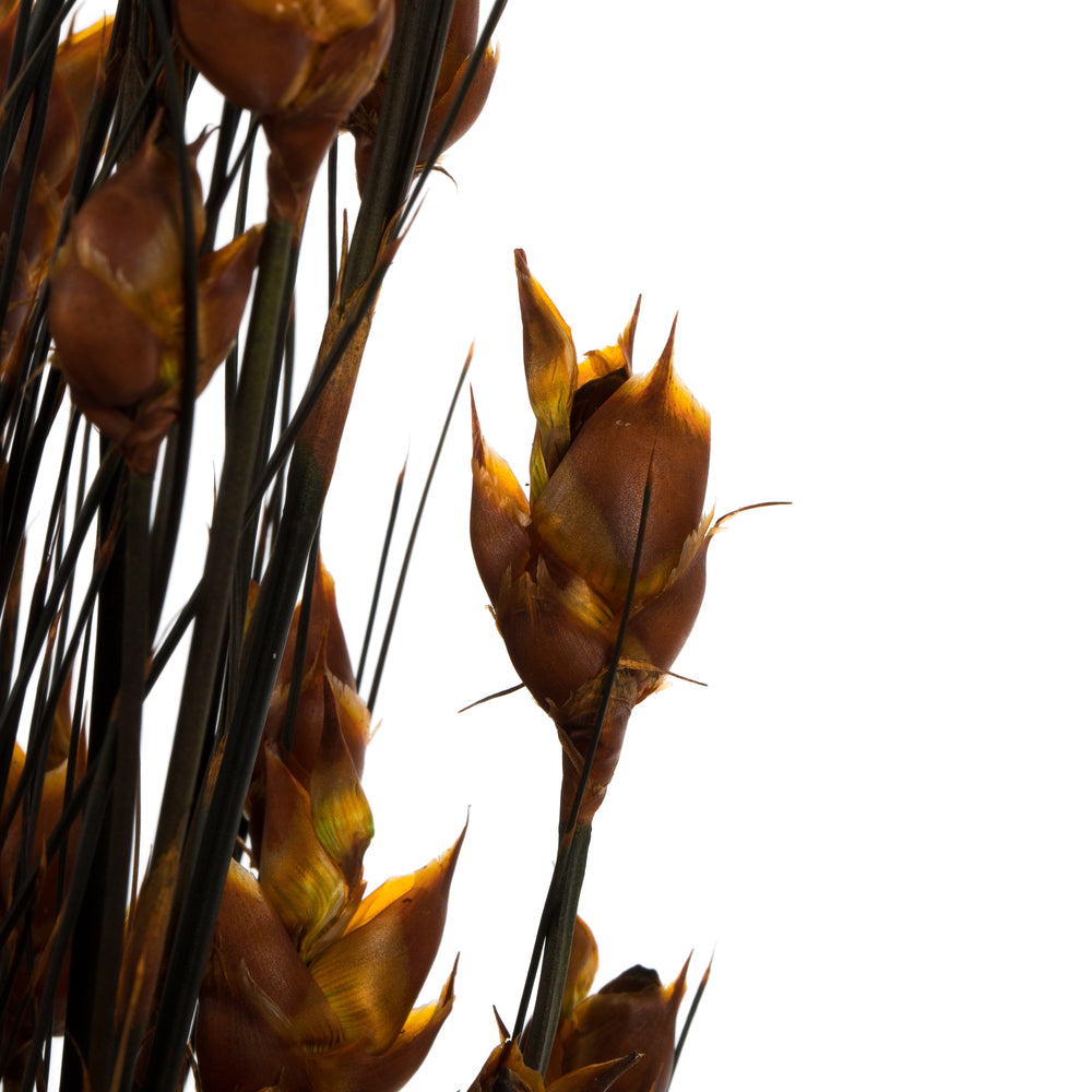 Vickerman 36-40" Autumn Bell Grass with Seed Pods 8-9 oz Bundle Preserved