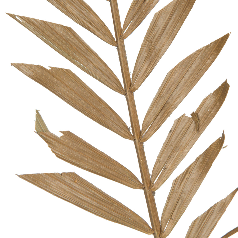 Vickerman Natural Botanicals 27" Rahul Stick Natural 8 Stems/Bunch. Includes eight rahul sticks.